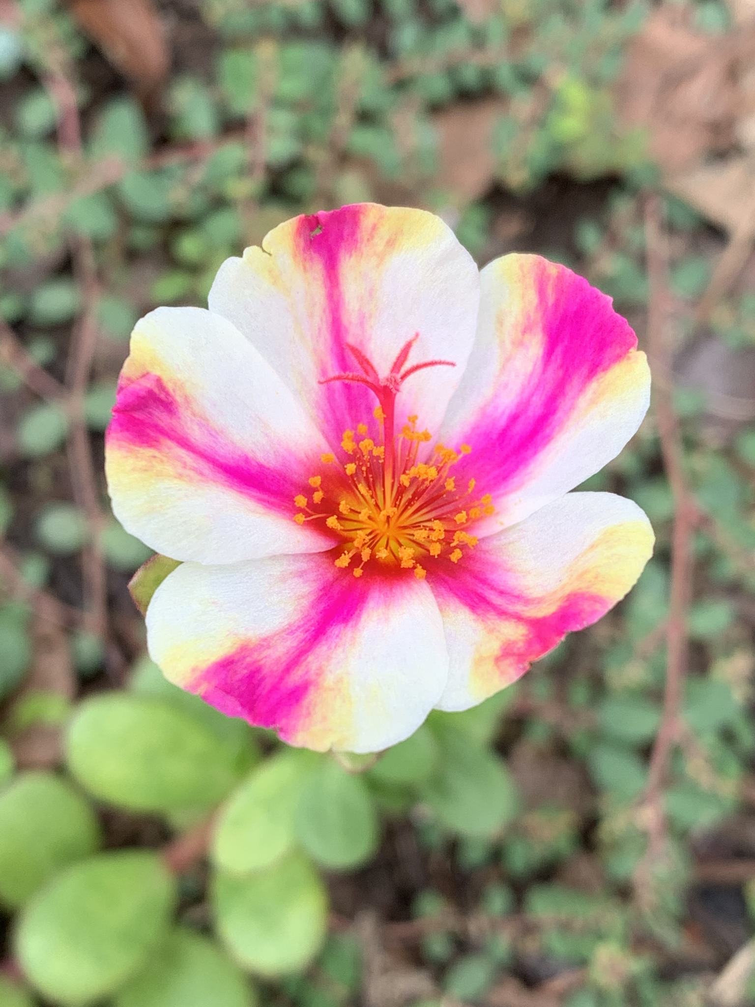 Portulaca umbraticola